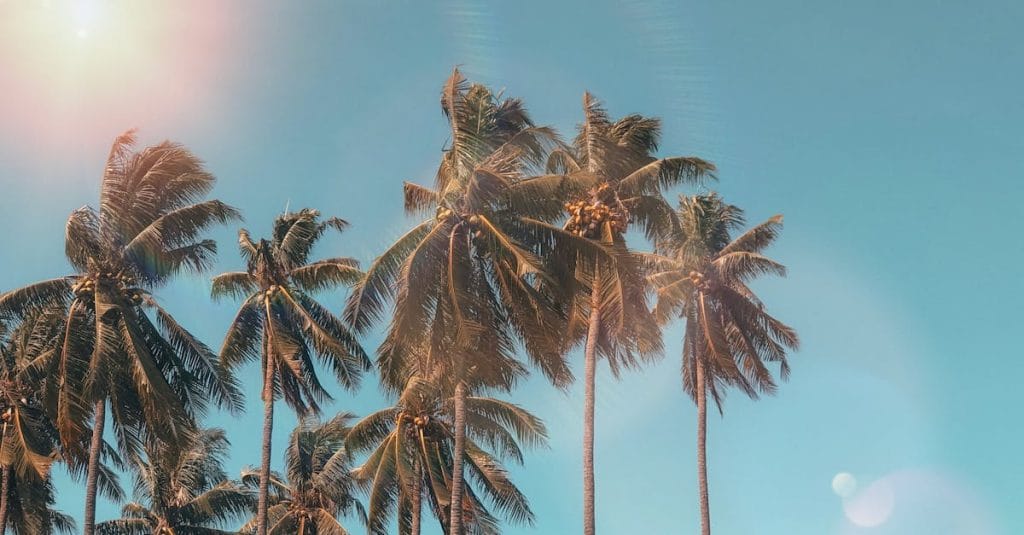 Idyllic palm trees with sun flare against a clear blue sky, evoking a tropical summer vibe.